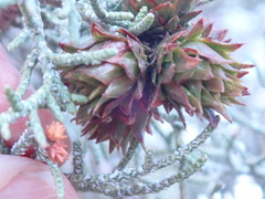 Oligotrophus juniperi