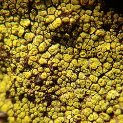 Acarospora chrysops