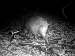 Sus scrofa leucomystax