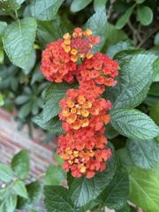 Lantana camara