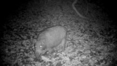 Sus scrofa leucomystax