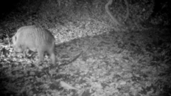 Sus scrofa leucomystax