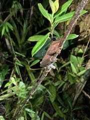 Osteocephalus verruciger