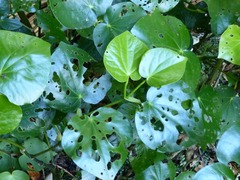 Piper excelsum peltatum