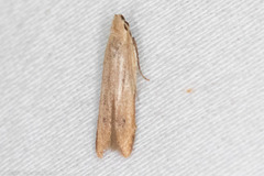 Mesophleps adustipennis