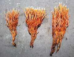 Clavulina amazonensis