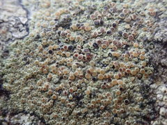 Lecanora achroa