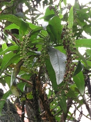 Escallonia pendula