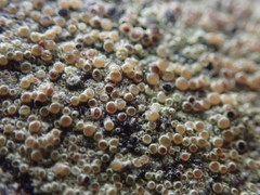 Lecanora achroa