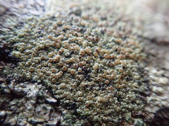 Lecanora achroa