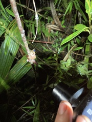 Osteocephalus verruciger