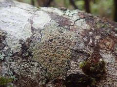 Lecanora achroa