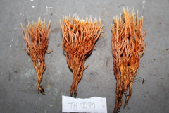 Clavulina amazonensis