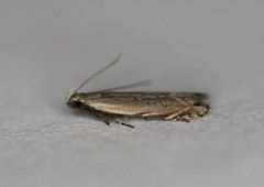 Battaristis concinnusella