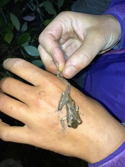 Osteocephalus verruciger