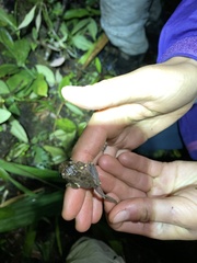 Osteocephalus verruciger