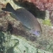 Dusky Damselfish - Photo (c) Sheldon Logan, some rights reserved (CC BY-NC), uploaded by Sheldon Logan