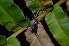 Ophiocordyceps humbertii