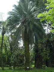 Jubaea chilensis