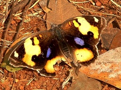Junonia hierta cebrene