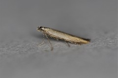 Batrachedra pinicolella