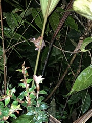 Osteocephalus verruciger