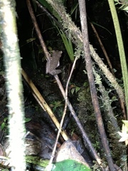 Osteocephalus verruciger