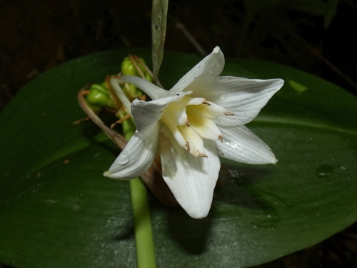 Image of Urceolina Bouchei (Urceolina bouchei) by (c) Kai Squires, some rights reserved (CC BY)