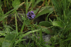 Oxytropis altaica