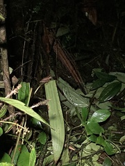 Osteocephalus verruciger