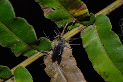Ophiocordyceps humbertii