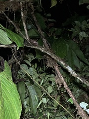 Osteocephalus verruciger