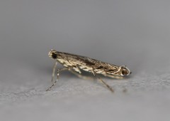 Neurobathra strigifinitella