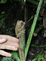 Osteocephalus verruciger