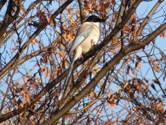 Cyanopica cyanus japonica