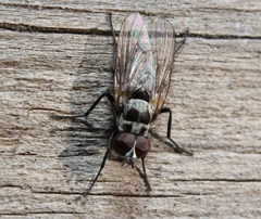 Anthomyia oculifera