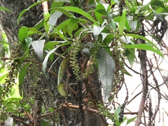 Escallonia pendula