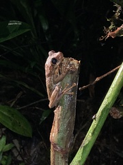 Osteocephalus verruciger
