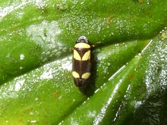 Zuata obrienorum
