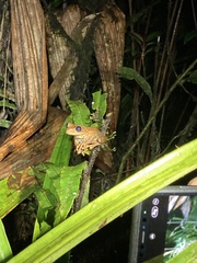 Osteocephalus verruciger
