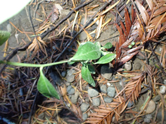 Rhinotropis californica