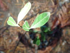 Rhinotropis californica