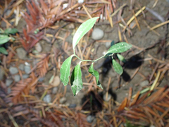 Rhinotropis californica