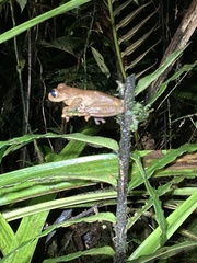 Osteocephalus verruciger