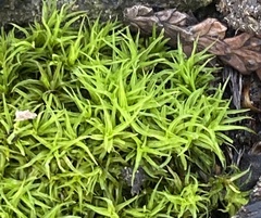Tortella humilis