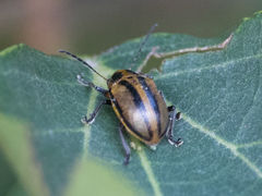 Endocephalus lineatus