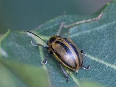 Endocephalus lineatus
