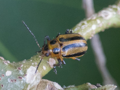 Endocephalus lineatus