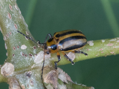 Endocephalus lineatus