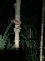 Osteocephalus verruciger